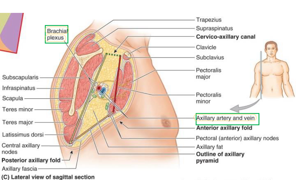 <ol><li><p>Brachial plexus</p></li><li><p>Axillary artery and vein</p></li></ol>