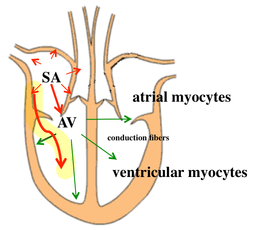 <p><span>addition pathway arrives in the ventricle</span></p>