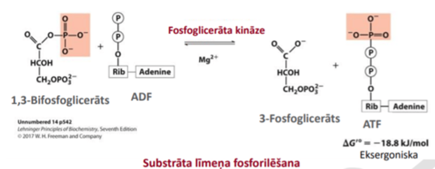 <p>= substrāta līmeņa fosforilēšana</p><p>1,3-bifosfoglicerāts + ADP</p><p>rodas 3-fosfoglicerāts un ATF</p><p>enzīms- fosfoglicerāta kināze</p>