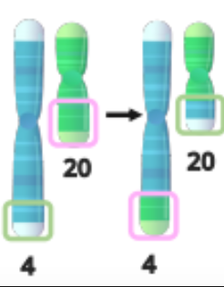 <p>A chromosome segment is moved to another; it can be reciprocal or nonreciprocal (substitution).</p>