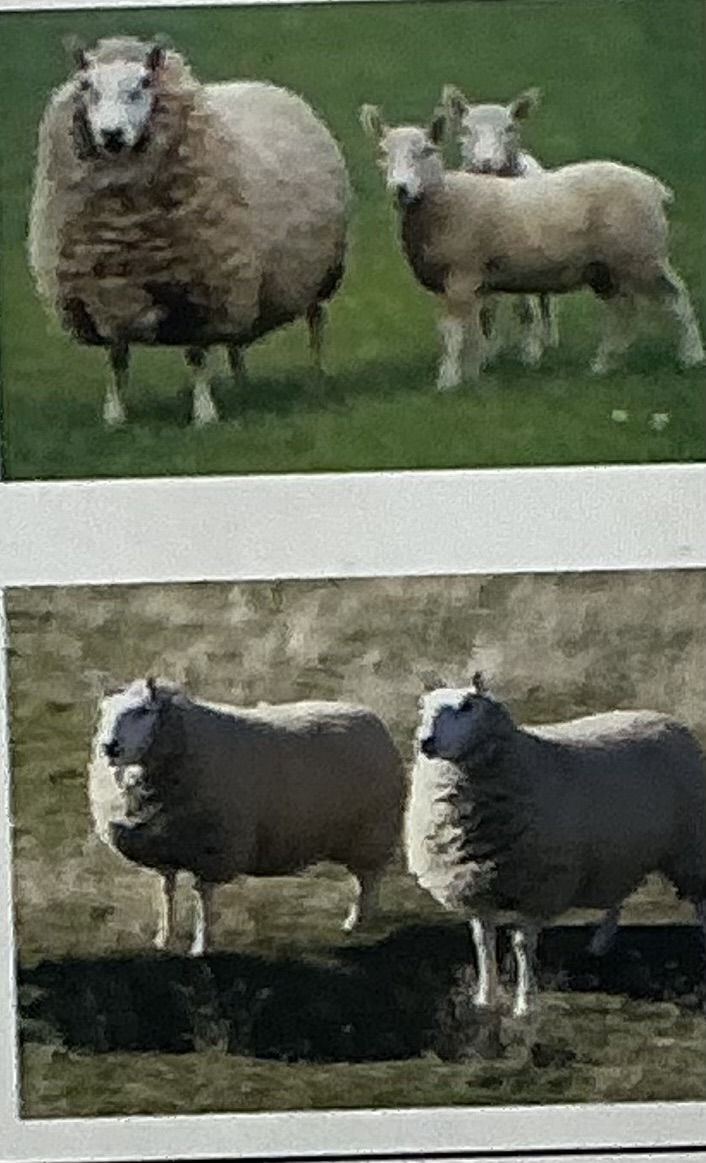 <p>Excellent lamb vigor, highly adaptable, produce valuable small carcasses</p>
