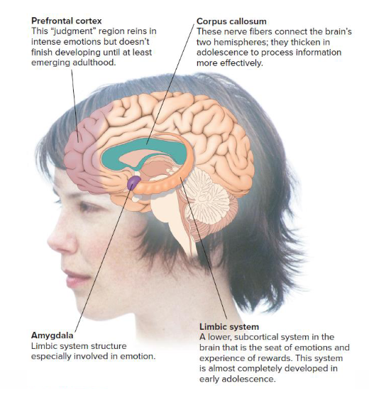 <p>• Increase in levels of neurotransmitters, particularly dopamine</p><ul><li><p>→ Increased risk taking</p></li><li><p>→ Increased reward seeking</p></li></ul><p>• Brain is still growing</p><ul><li><p>Limbic system: almost completely developed in early adolescence</p></li><li><p>Prefrontal cortex: maturation not finished until adults years (18-25 years)</p></li></ul><p></p>