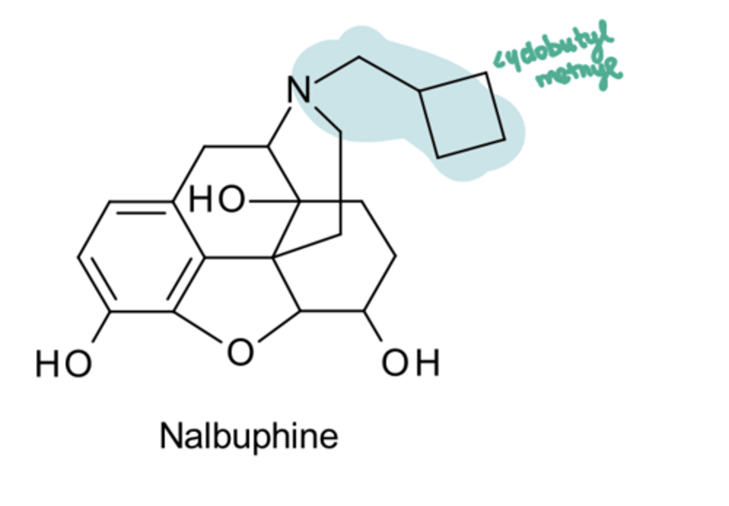 <p>An example of a "normal" mixed agonist/antagonist is ____</p>