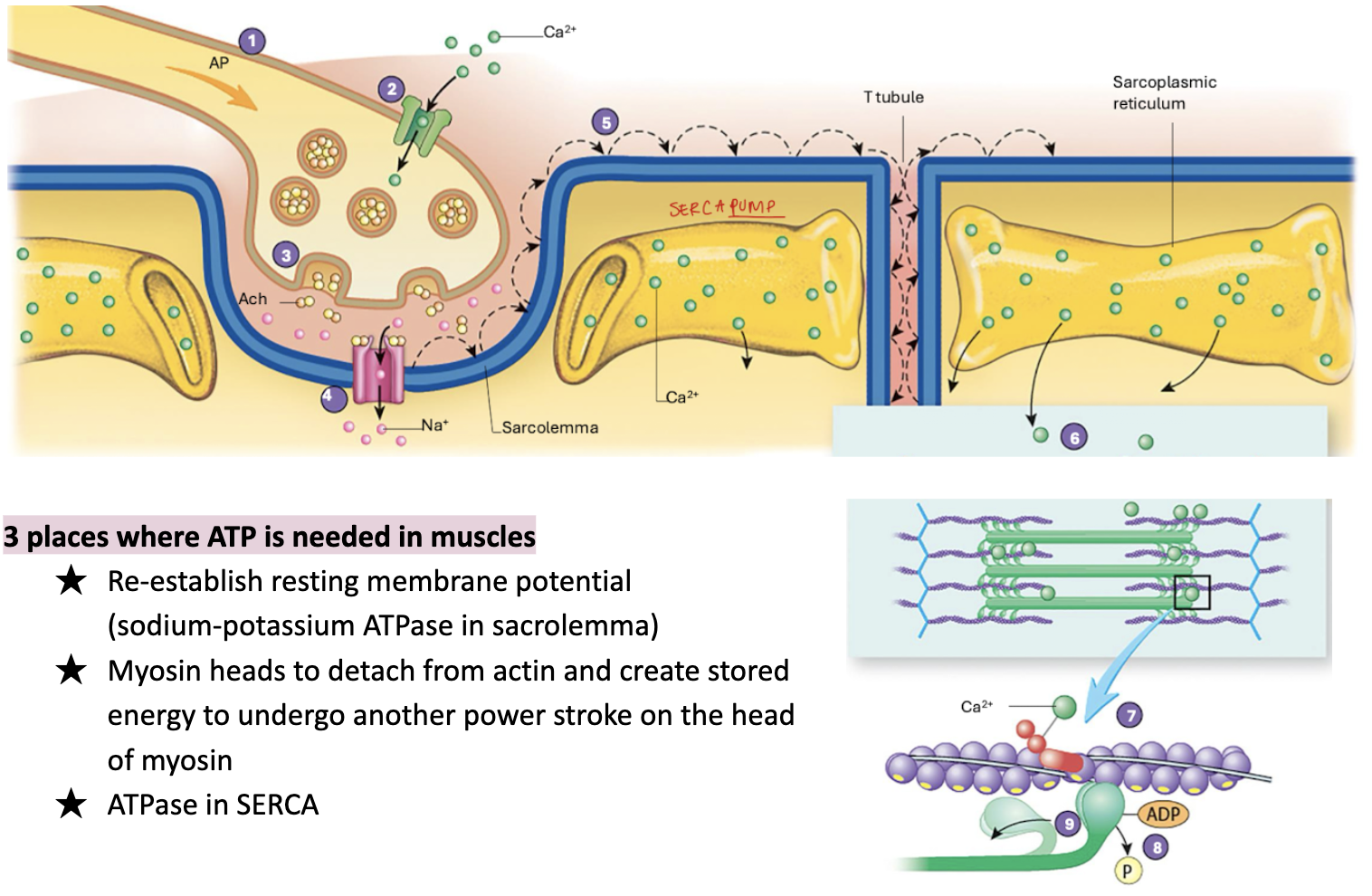 <ol><li><p><span style="background-color: transparent;"><span>An AP travels along an axon membrane to NMJ</span></span></p></li><li><p><span style="background-color: transparent;"><span>Voltage-gated Ca2+ channels open adn Ca2+ enters the presynaptic terminal </span></span></p></li><li><p><span style="background-color: transparent;"><span>Acetylcholine is released from synaptic vesicles </span></span></p></li><li><p><span style="background-color: transparent;"><span>Acetylcholine stimulates ligand-gated Na+ channels on the motor end-plate to open </span></span></p></li><li><p><span style="background-color: transparent;"><span>Na+ diffuses into muscle fibers, initiating an AP that travels along sarcolemma and T tubule membrane </span></span></p></li><li><p><span style="background-color: transparent;"><span>AP in the T tubule causes opening of voltage-gated Ca2+ channels in the SR, releasing Ca2+ </span></span></p></li><li><p><span style="background-color: transparent;"><span>On the actin, Ca2+ binds to troponin, which moves tropomyosin and exposes myosin head binding sites </span></span></p></li></ol><p><span style="background-color: transparent;"><strong><span>Start of cross (X)-bridge cycling</span></strong></span></p><ol start="8"><li><p><span style="background-color: transparent;"><span>ATP molecules on myosin heads are broken down to ADP and Ⓟ, which release energy needed to move the myosin heads</span></span></p></li><li><p><span style="background-color: transparent;"><span>The heads of the myosin myofilaments bend (power stroke), causing actin to slide past the myosin </span></span></p></li></ol><p><span style="background-color: transparent;"><strong><span>To rid of Ca2+: (release of muscles) </span></strong></span></p><ol start="10"><li><p><span style="background-color: transparent;"><span>Ca2+ must be taken back up into SR → via </span><u><span>SERCA pumps</span></u><span> (sacroendoplasm reticulum Ca2+ ATPase) ⇒ which stops muscles from contracting </span></span></p></li><li><p><span style="background-color: transparent;"><span>Ca2+ moves away from tropin ⇒ and tropin moves tropomyosin back over the binding site & blocks myosin from further binding ⇒ muscle relax</span></span></p></li></ol><p></p>