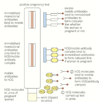 <ul><li><p>When the human <strong>embryo</strong> implants it releases the <strong>hCG </strong>hormone</p></li><li><p>A <strong>mouse</strong> is injected with hCG, causing an <strong>immune response</strong> where it produces <strong>B-cells</strong> that make the specific antibody</p></li><li><p>These are removed and fused with a <strong>myeloma</strong> cancer cell to produce a <strong>hybridoma </strong>cell that <strong>divides </strong>very rapidly and also produces the <strong>monoclonal antibodies</strong></p></li><li><p>Pregnancy tests contain immobilised monoclonal antibodies, attached to <strong>coloured beads</strong> so that when hCG is present in the urine they are activated and a coloured line shows up</p></li><li><p>A <strong>second</strong> line is always formed <strong>regardless</strong> of whether the woman is pregnant, to make sure that the test is <strong>working</strong></p></li></ul><p></p>