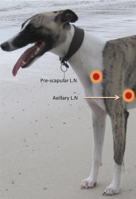 <p>Prescapular (Located at the cranial aspect of scapular - In front of the should joint) </p><p>Axillary lymph nodes (Located under the axilla)</p>