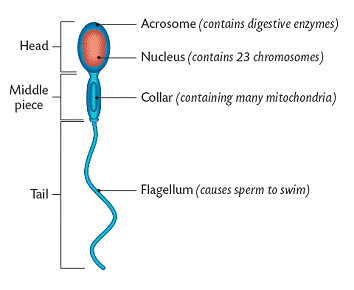 <ul><li><p>a tail/ flagellum for movement </p></li><li><p>many mitochondria to supply energy needed</p></li><li><p>acrosome on the head of the cell contains digestive enzymes which are released to digest the protective layers around the ovum</p></li><li><p>contain a haploid nucleus in order to restore the diploid number of chromosomes at fertilisation</p></li></ul><p></p>