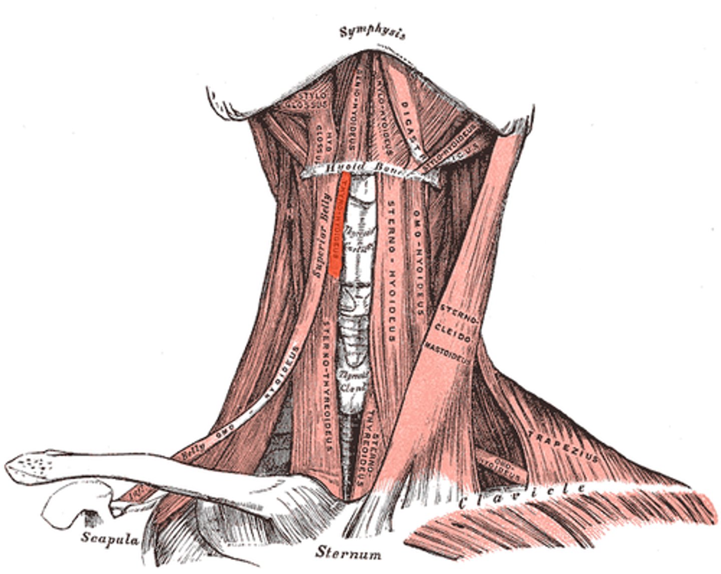 <p>O: thyroid cartilage</p><p>I: hyoid bone</p>