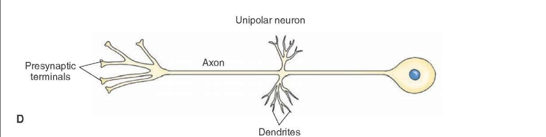 <ul><li><p>Dendrites merge in one axon</p></li><li><p>Cell body towards the middle of axon on the side</p></li><li><p>Sensory neurons are unipolar</p></li></ul><p></p>