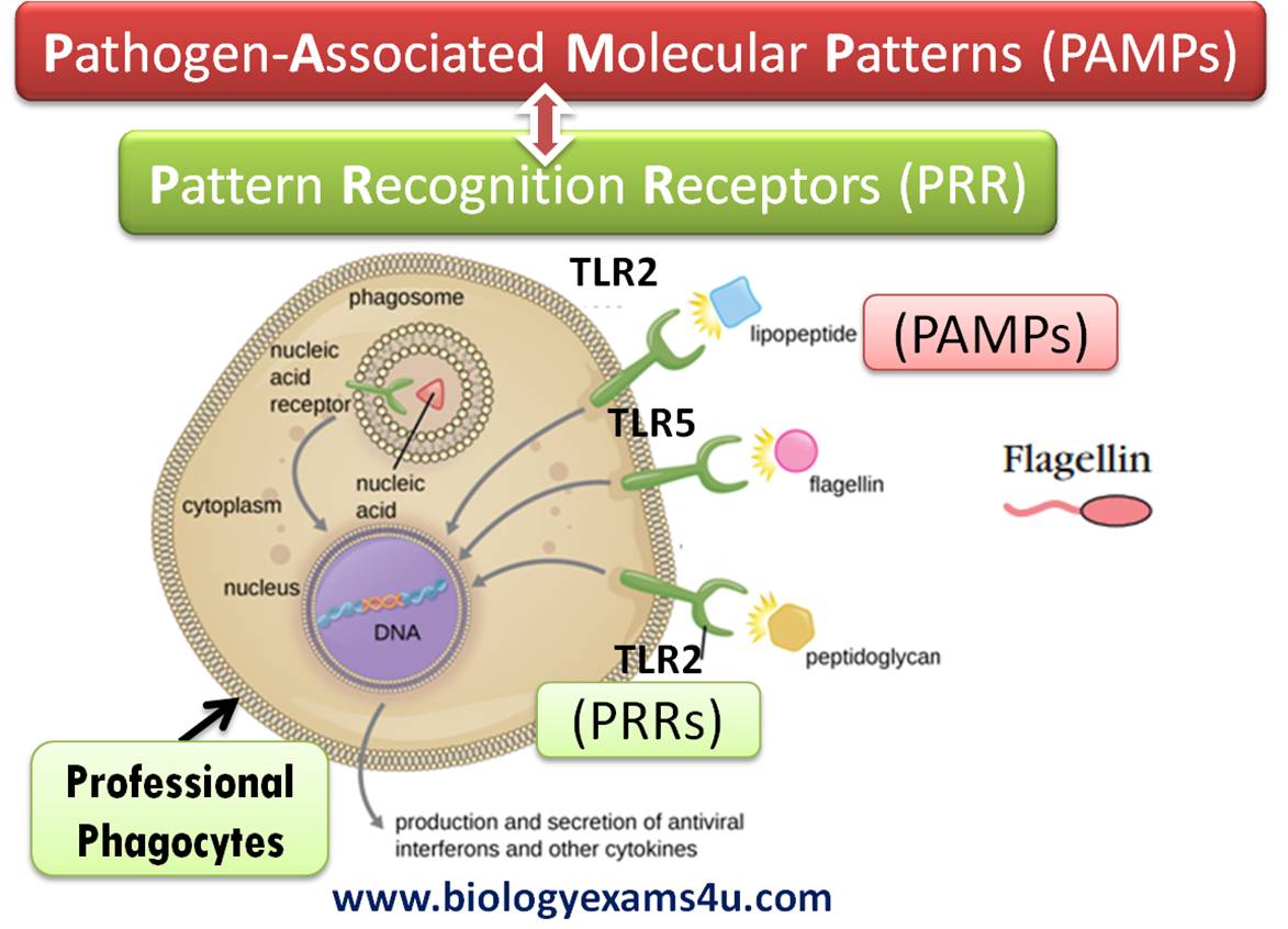 <p>What are PAMPs?</p>