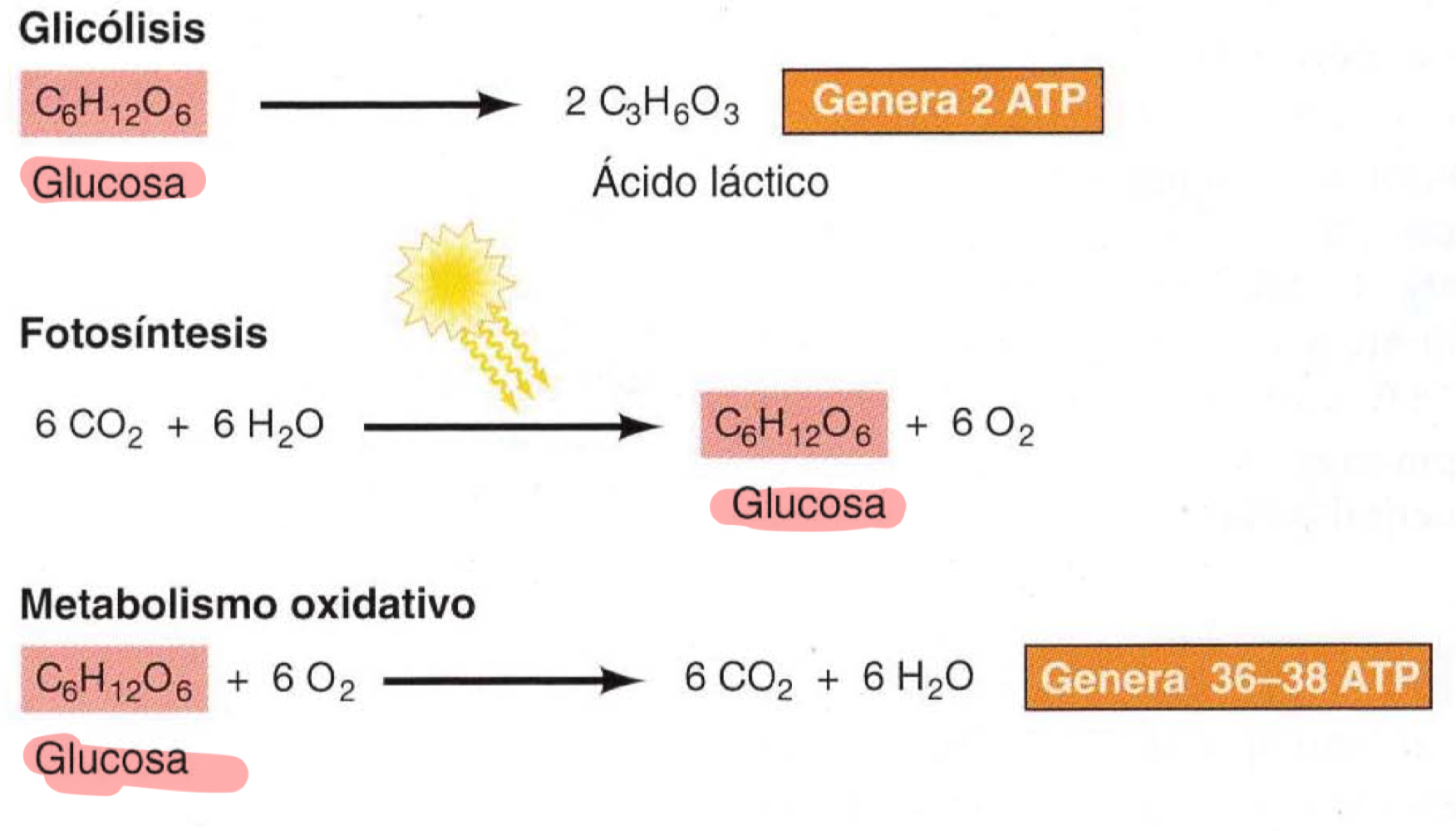 glucosa esta en todos 