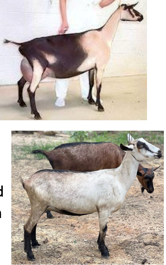 <p>Alpine</p><p></p><p><strong>Origin</strong>: France</p><p><strong>Color</strong>: Variety of color patterns</p><p><strong>Ears</strong>: Upright ears</p><p><strong>Horns</strong>: Horned</p><p><strong>Traits</strong>: Large and rugged Dairy-production</p>