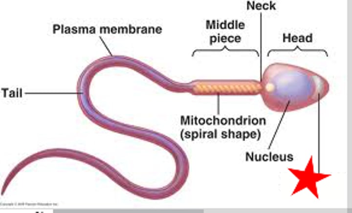 <p>Contains an enzyme to penetrate layers surrounding the ovum</p>