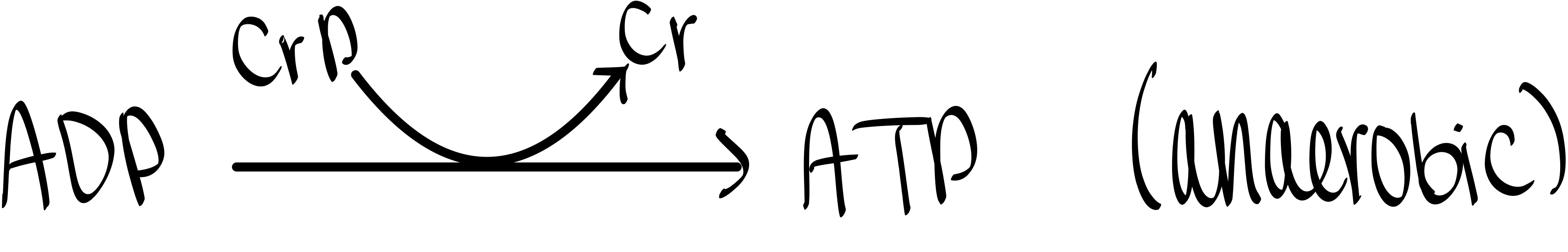 <p>ADP, creatine phosphate</p>