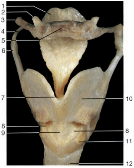 <p>12</p>
