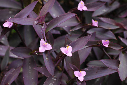 <p>Setcresea, Purple Heart Vine (Commelinaceae)</p>