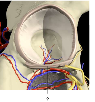 <p>Nom et caractéristiques de ce relief ?</p>