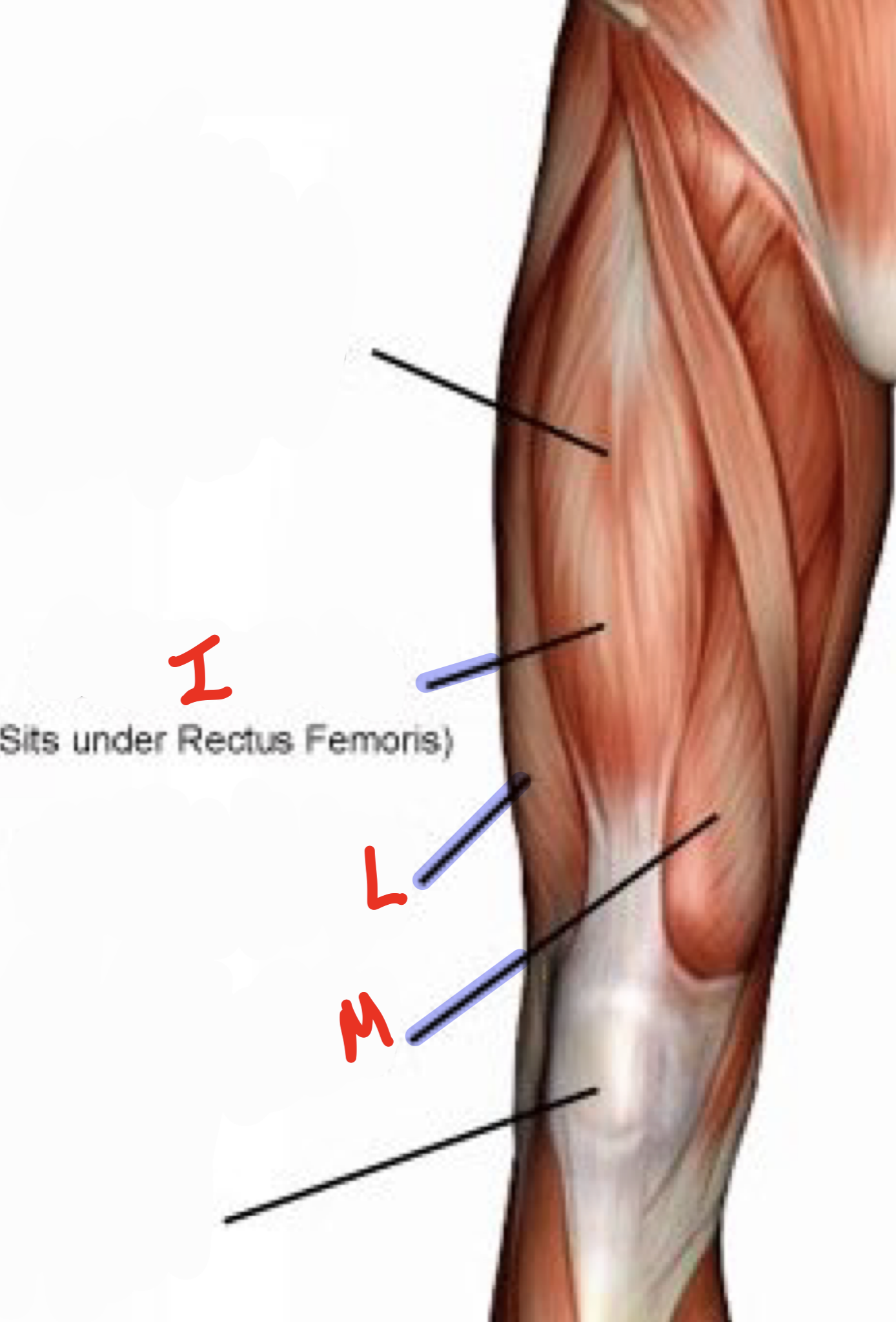 <p>Extends knee</p>