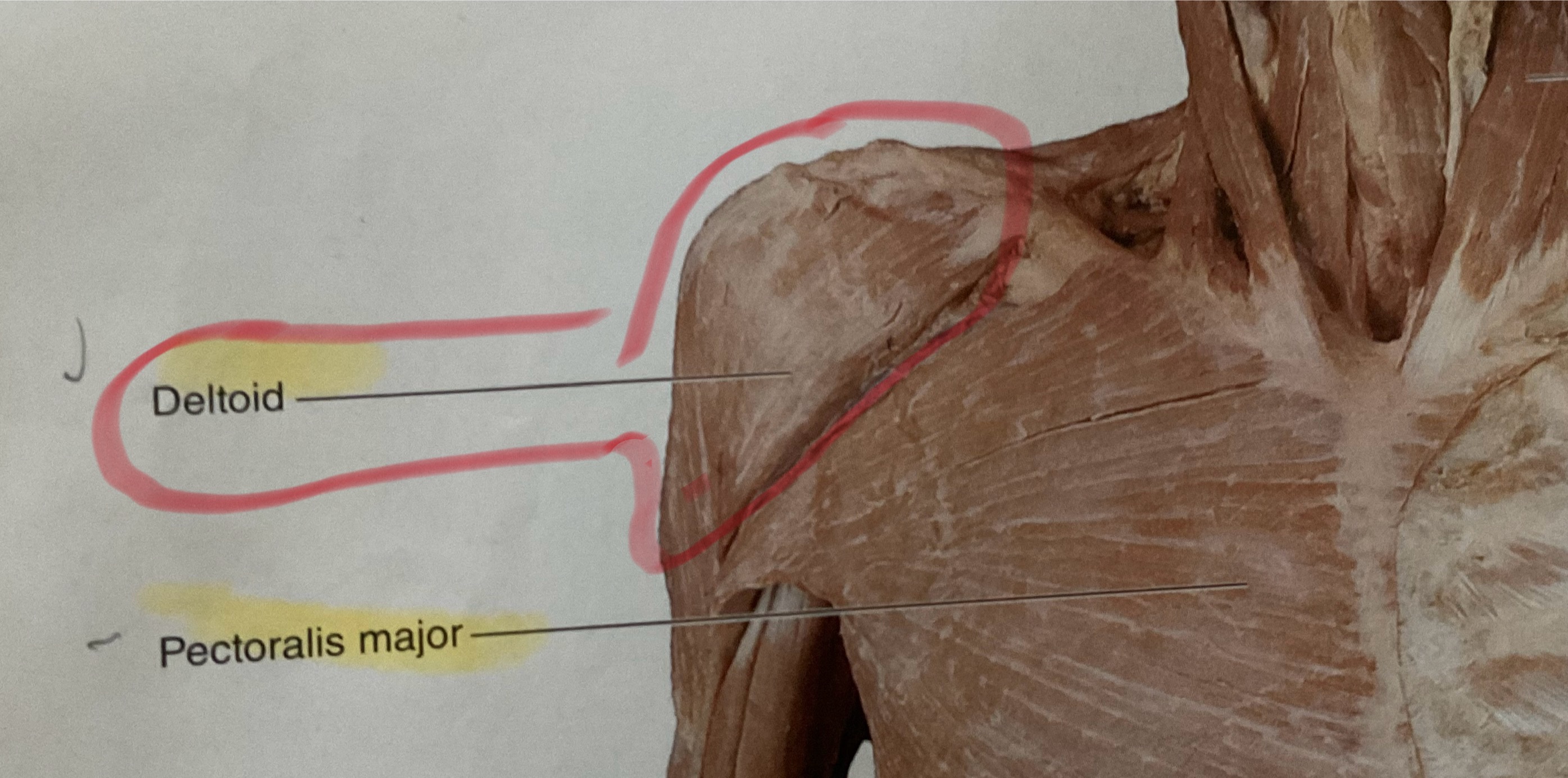 <p>Origin: Clavicle, acromion process and spine of scapula</p><p>Insertion: Deltoid tuberosity</p><p>Action: Abduct glenohumeral joint</p>