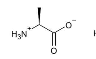<p>Alanine </p>