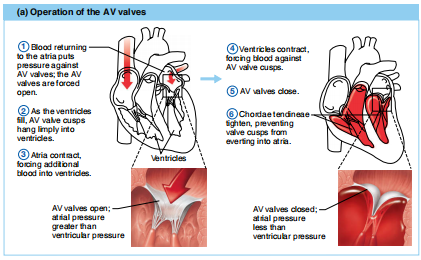 <p>atrioventricular valves open when atrial pressure is greater than ventricular pressure, atrioventricular valves vlose when atrial pressure is less than ventricular pressure </p>