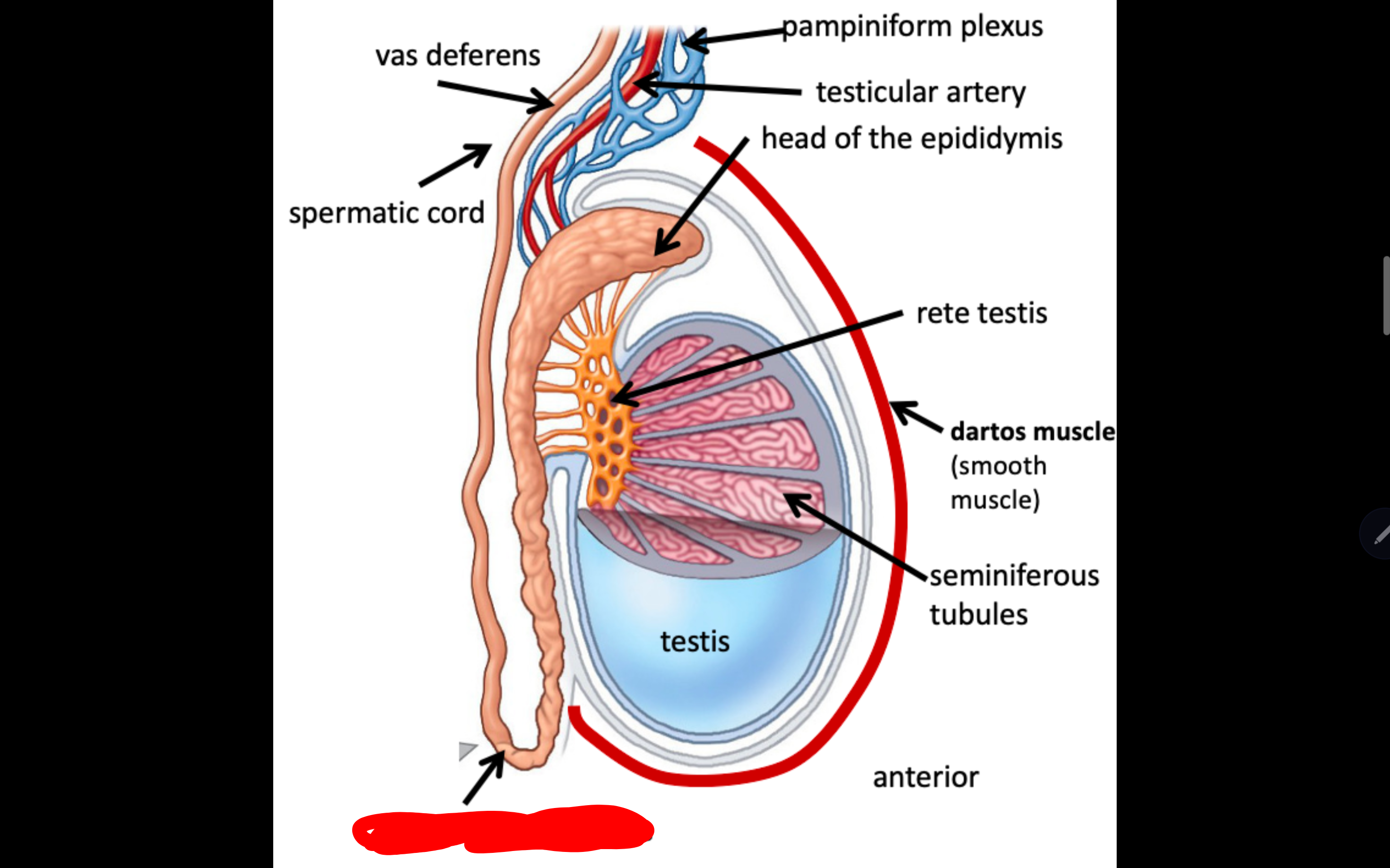 <p>Name the structure in red</p>
