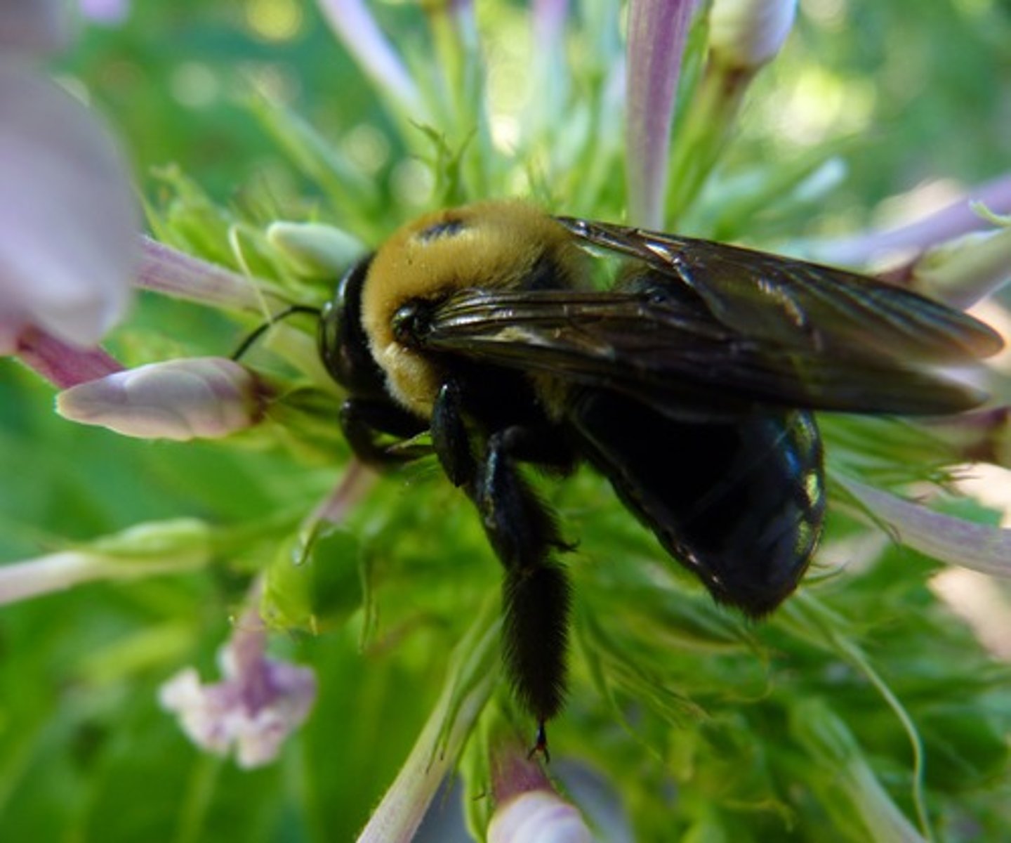 <p>Bee Family</p>