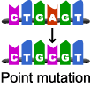 A change in a DNA base sequence which forms a new allele and can cause a change in physical characteristics or phenotype.
