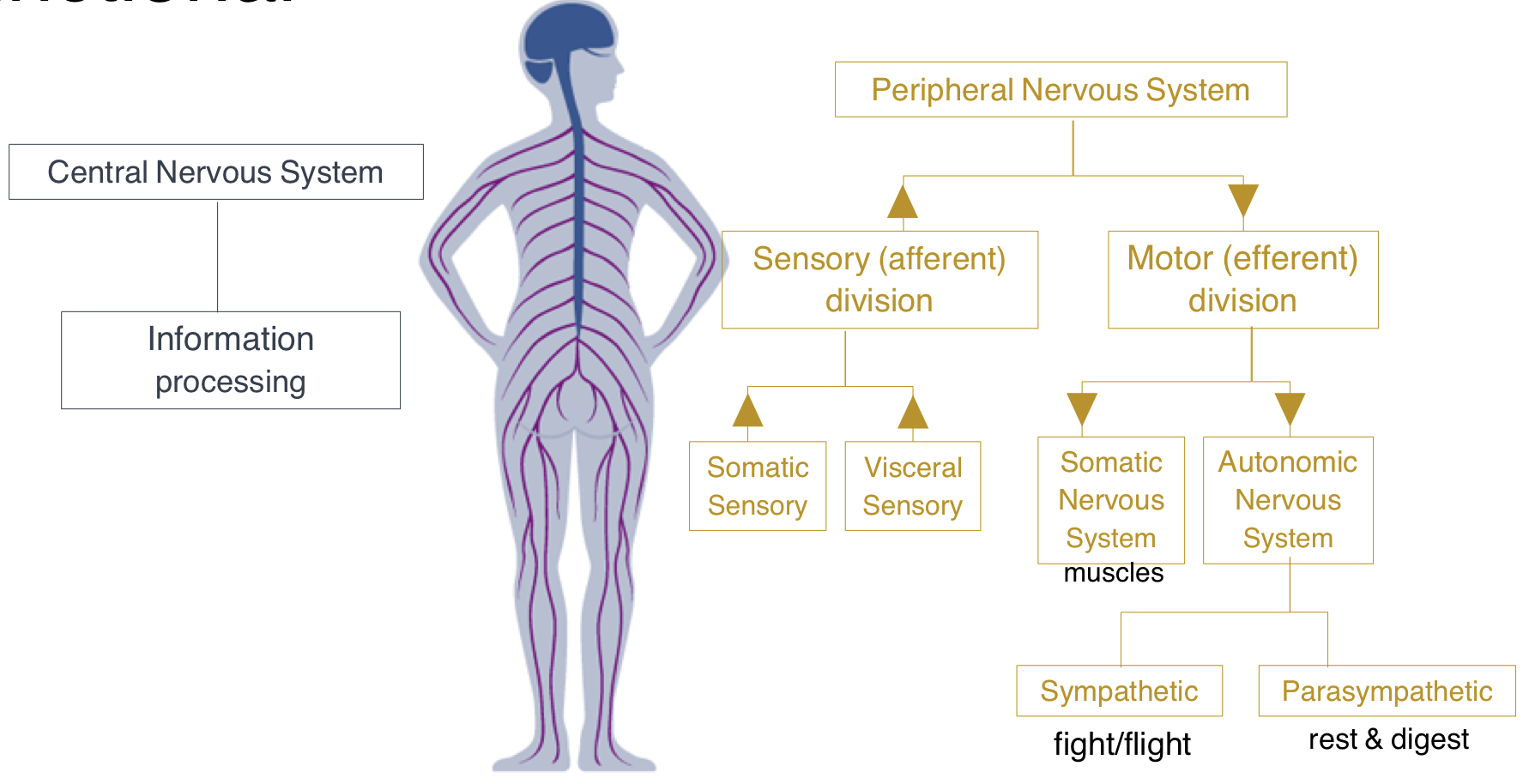 <p>CNS: information processing</p><p>PNS: sensory (afferent) division and motor (efferent) division</p><p>sensory: somatic sensory (sense outside the body; touch, temp, sharp) and visceral sensory (sense inside the body; organs; urge to pee, eat, etc)</p><p>motor: somatic nervous system (muscles; info going out) autonomic nervous system --&gt; sympathetic (fight or flight) and parasympathetic (rest and digest)</p>