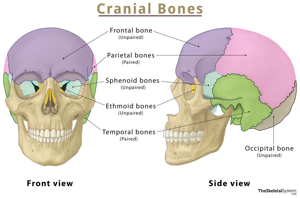 <p>Frontal (1)</p><p>Parietal (2)</p><p>Temporal (2)</p><p>Occipital (1)</p><p>Sphenoid (1)</p><p>Ethmoid (1)</p><p>Total: 8 cranial bones</p>