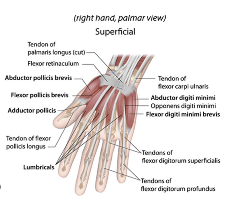 <p><strong>Hand Muscles:</strong><br>• Abductor pollicis brevis<br>• Flexor pollicis brevis<br>• Adductor pollicis<br>• Lumbricals<br>• Flexor digiti minimi brevis</p><p>• Opponens digiti minimi<br>• Abductor digiti minimi</p><p>*fine motor mvmts and hand dexterity</p>