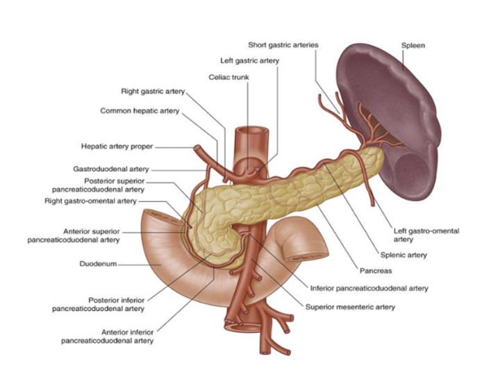 <p>Major artery of the abdomen — arising from abdominal aorta, spplying many of the gastrointestinal viscera </p><ul><li><p>Second branch of abdominal aorta </p><ul><li><p>(First branches are paired inferior phrenic arteries) </p></li></ul></li><li><p>Arises from anterior aspect of aorta, at aortic hiatus of diaphragm (T12) </p></li><li><p>After emerging from the aorta, it extends approximately 1cm before dividing into the left gastric, splenic, &amp; common hepatic arteries</p><ul><li><p>Of these branches, 2 go left &amp; 1 goes right </p></li><li><p>Collectively, they are the major arterial supply to the stomach, spleen, liver, gallbladder, abdominal esophagus, pancreas, &amp; duodenum</p></li></ul></li></ul>