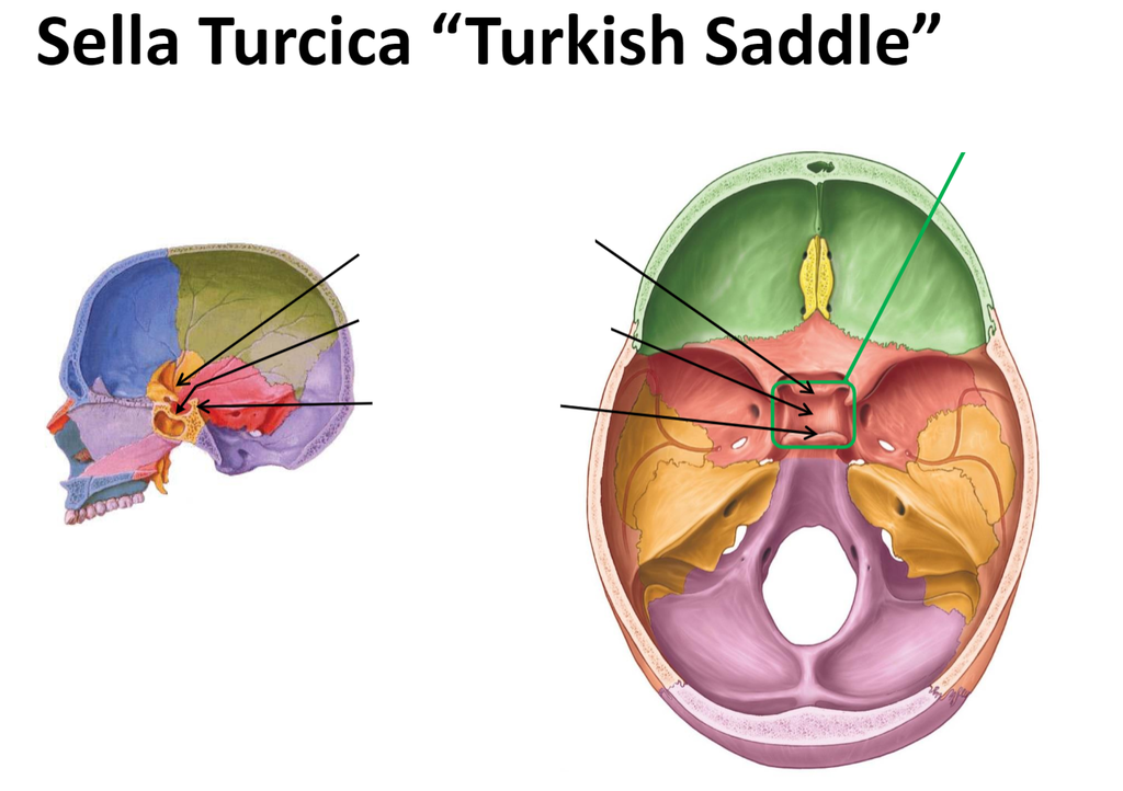 in sphenoid bone