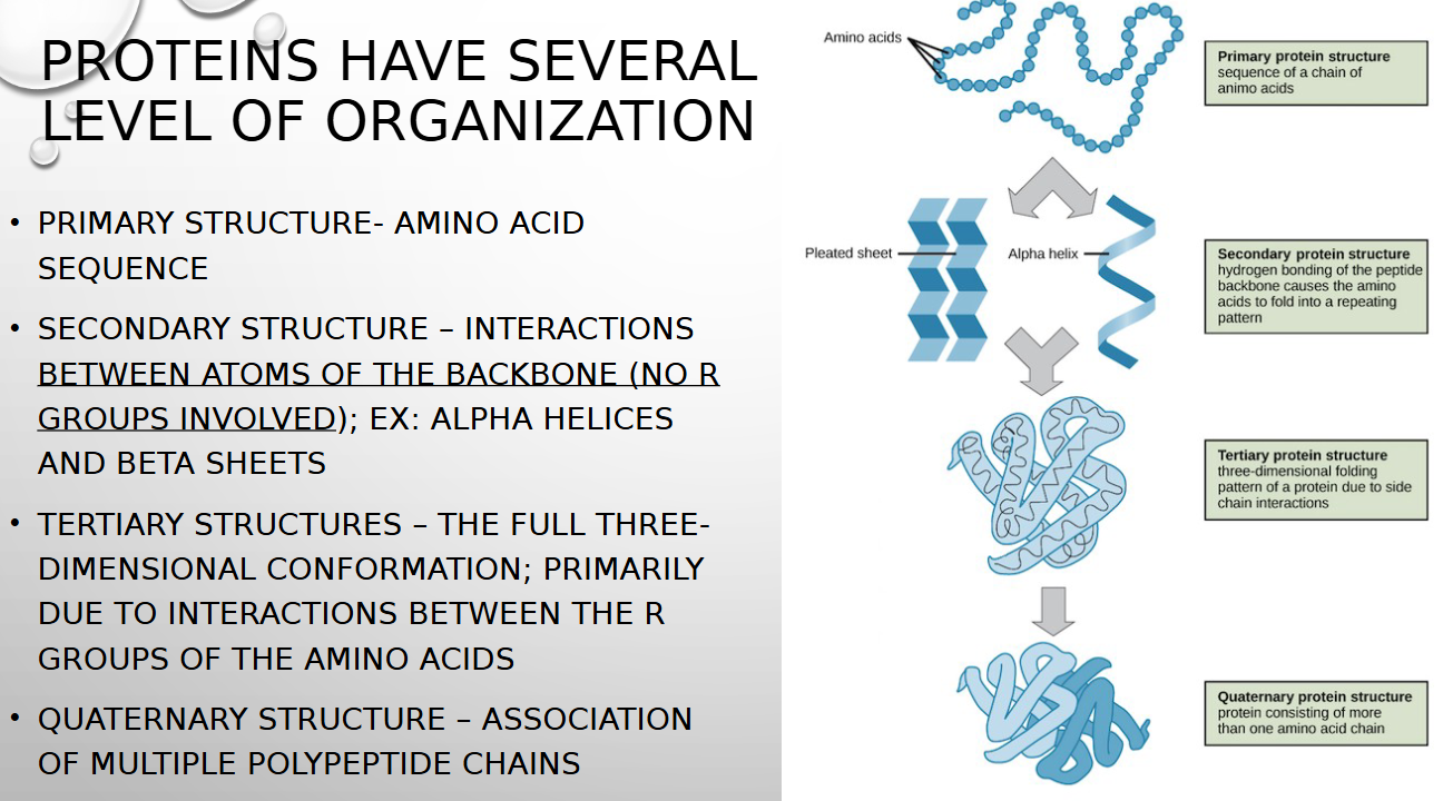 <p>full 3d conformation primarily due to interactions between r groups of amino acids</p>