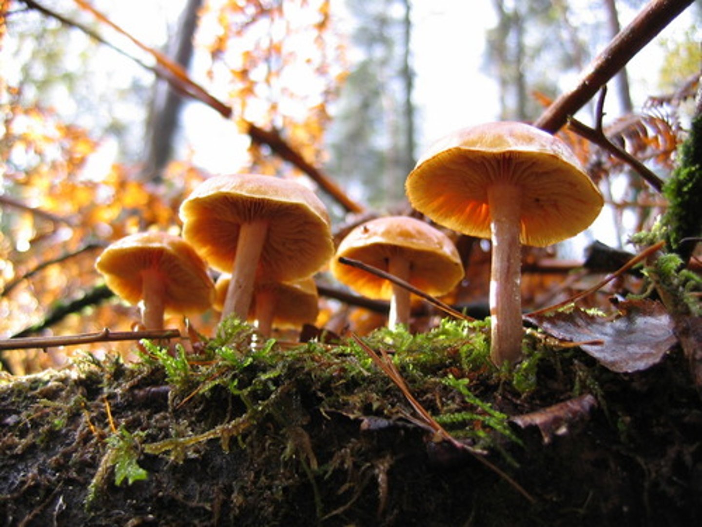 <p>protists and fungi that decompose dead organism matter externally and absorb nutrients</p>