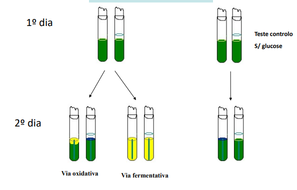 <p>Ocorre na ausência de oxigénio. Vai ocorrer apenas uma oxidação parcial da glicose a ácido pirúvico, e o ATP é obtido apenas por fosforilação ao nível do substrato e o aceitador final de H+ vai ser um composto endógeno, algo que já está dentro da célula e vai receber os protões.</p>