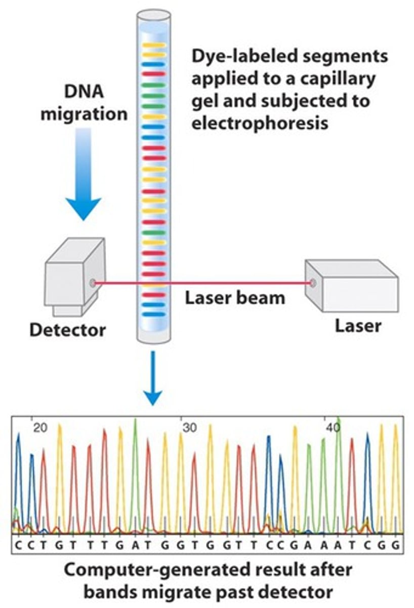 <p>capillary electrophoresis</p>