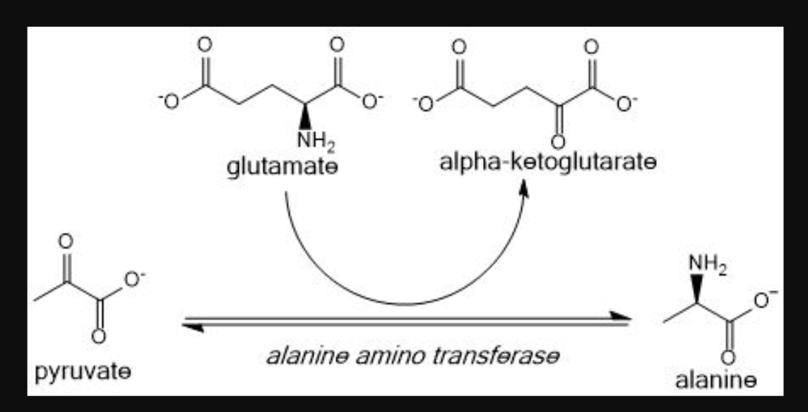 <p>Alanine becomes _ by giving up it's nitrogen to alpha ketoglutarate to make _. </p><p>Using _ cofactor</p>
