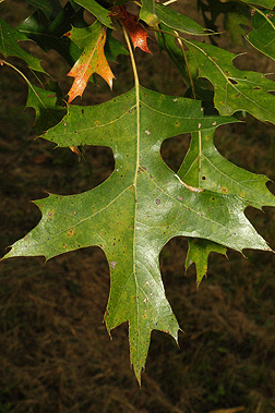 term image
