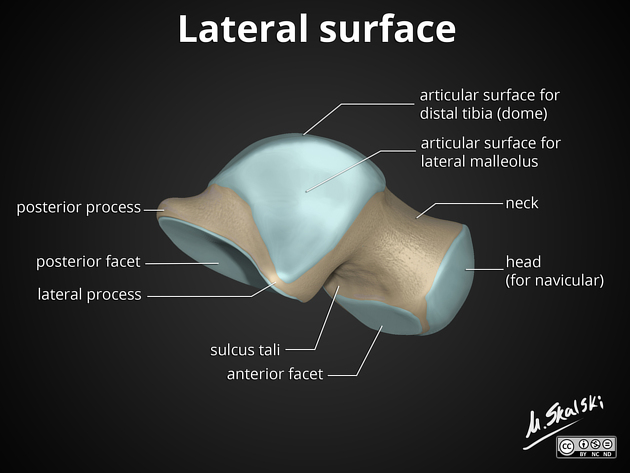 <p>What does the <strong>superior </strong>surface of the talus articulate with? (Be specific)</p>