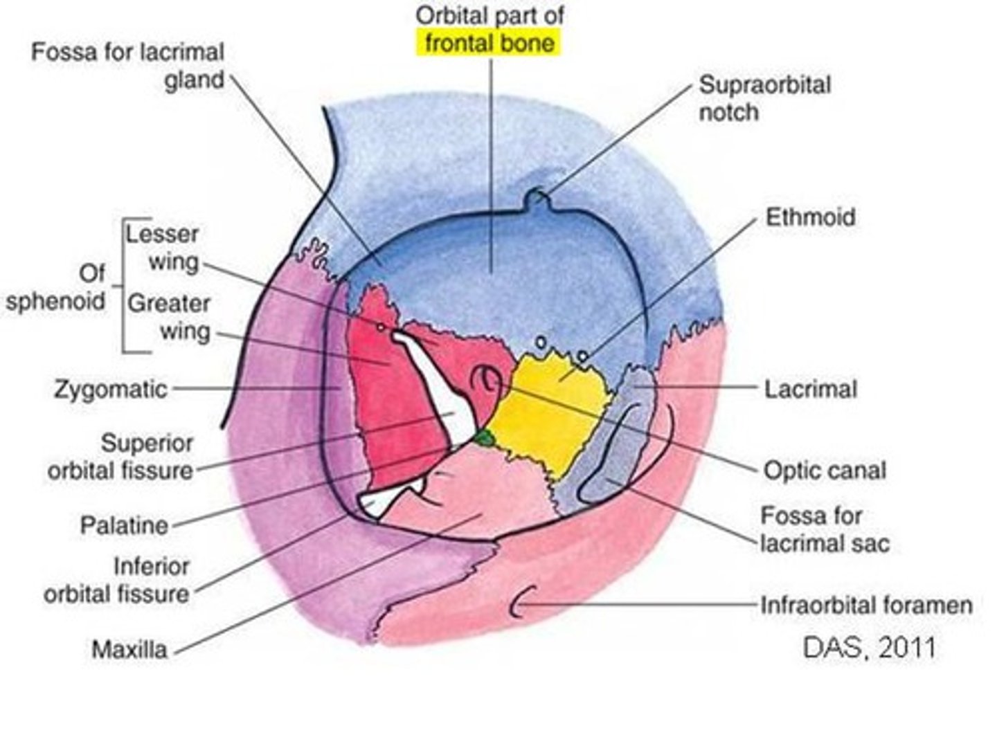 <p>Frontal, sphenoid, zygomatic, maxilla, palatine, lacrimal, ethmoid</p>
