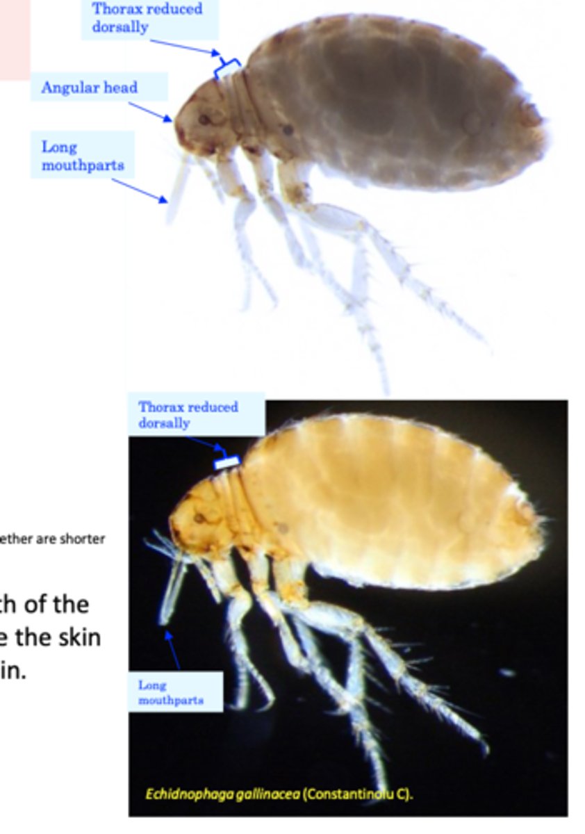 <p>No ctenidia (no combs);</p><p>Angular head;</p><p>Thorax reduced dorsally</p><p>Mouthparts are long</p>