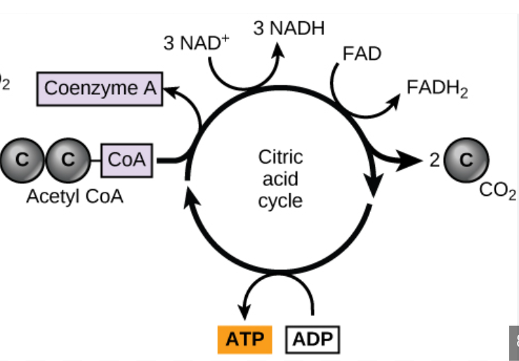 <p>Citric Acid (Krebs) Cycle</p>