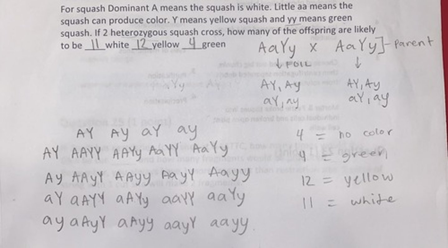 <p>11 white, 12 yellow, 4 green</p>