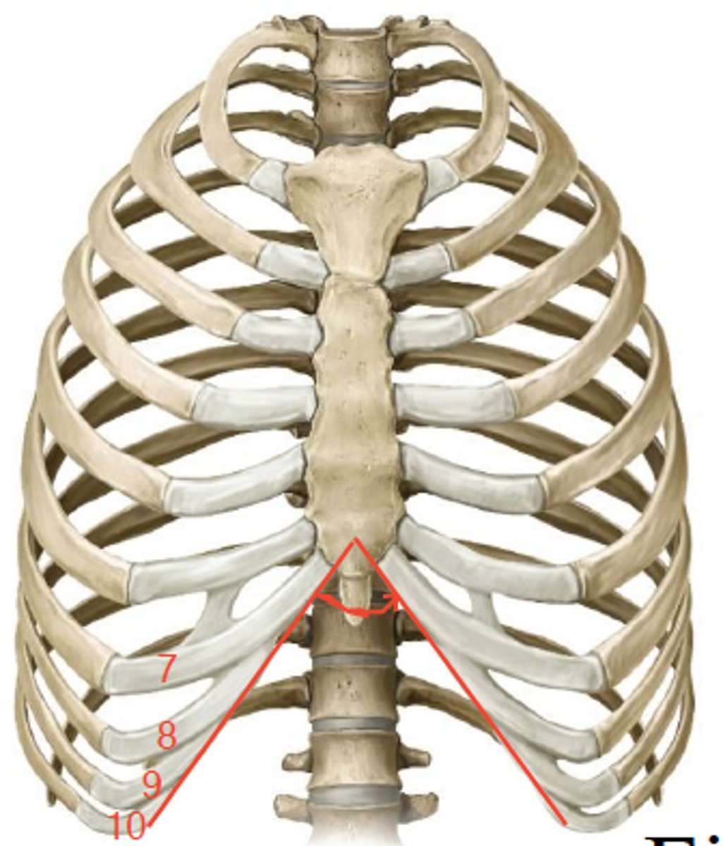 <p>inferior end of sternum, between sternal attachments from 7th costal cartilage</p>