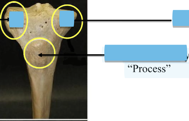 <p>Name the middle process </p>