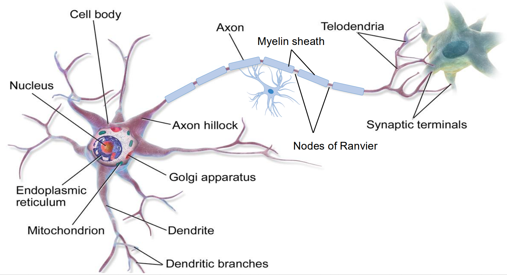<p>axon conducts action potentials away from the cell body</p><p>myelin sheath cover the axon and help signal travel faster</p><p>nodes of ranvier allow signal to jump across rapidly</p>