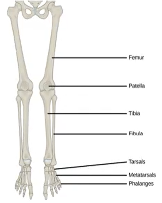<p>Characteristics of lower limb</p>