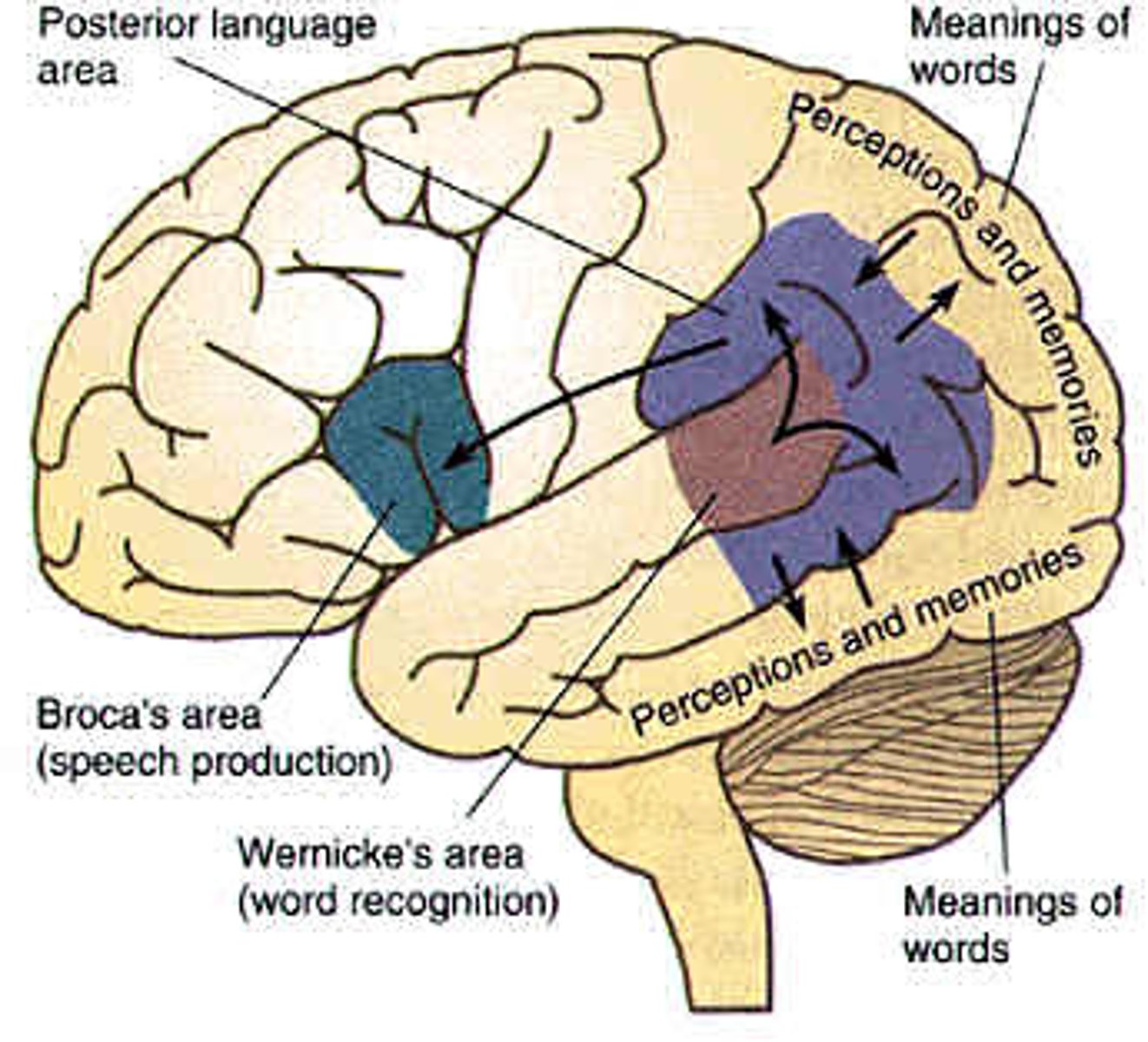 <p>speech and language</p>