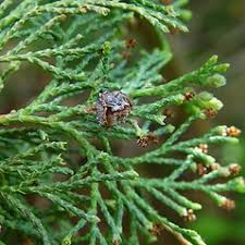 <p>near global range, cypresses (woody cone) and junipers (fleshy cone)</p>